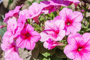 How Long Do Petunias Last? A Florist's Guide To Lasting Blooms