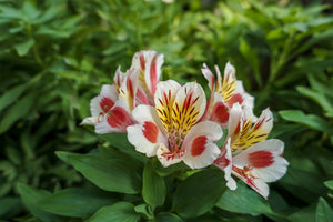 How To Care For Alstroemeria: 4 Tips To Keep Them Longer