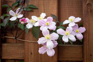 How To Care For Clematis Flower: A Guide For Your Garden