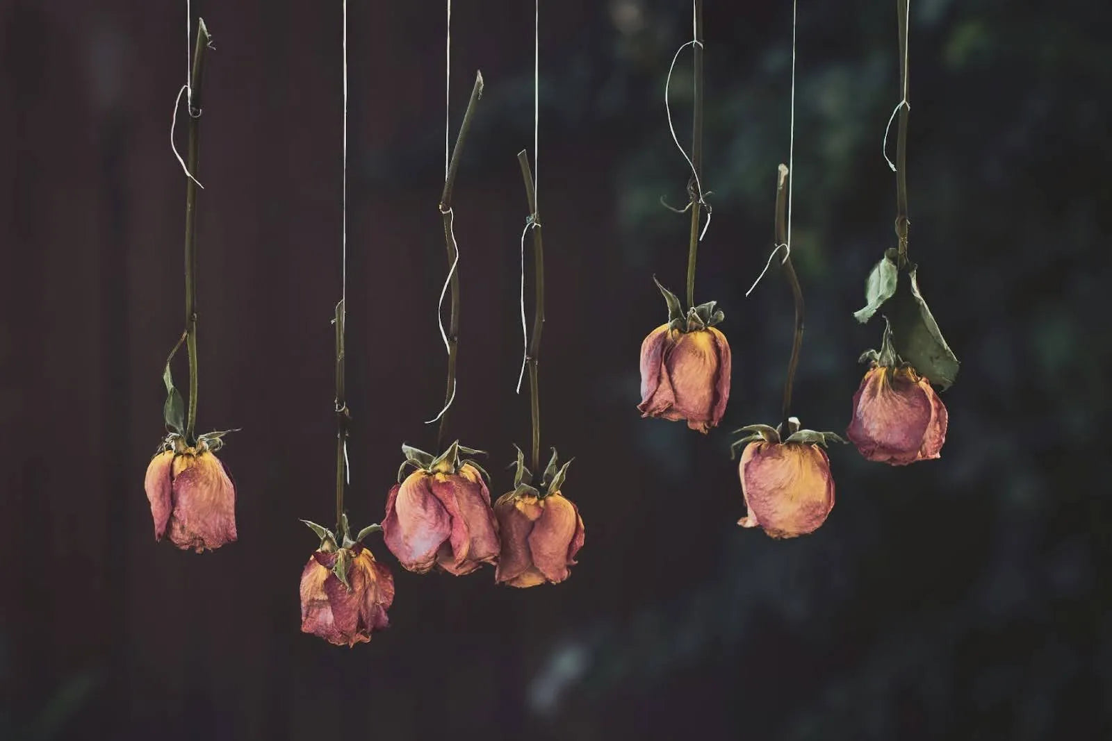How To Dry Roses: A Simple Guide To Preserving Your Flowers – The Daily ...
