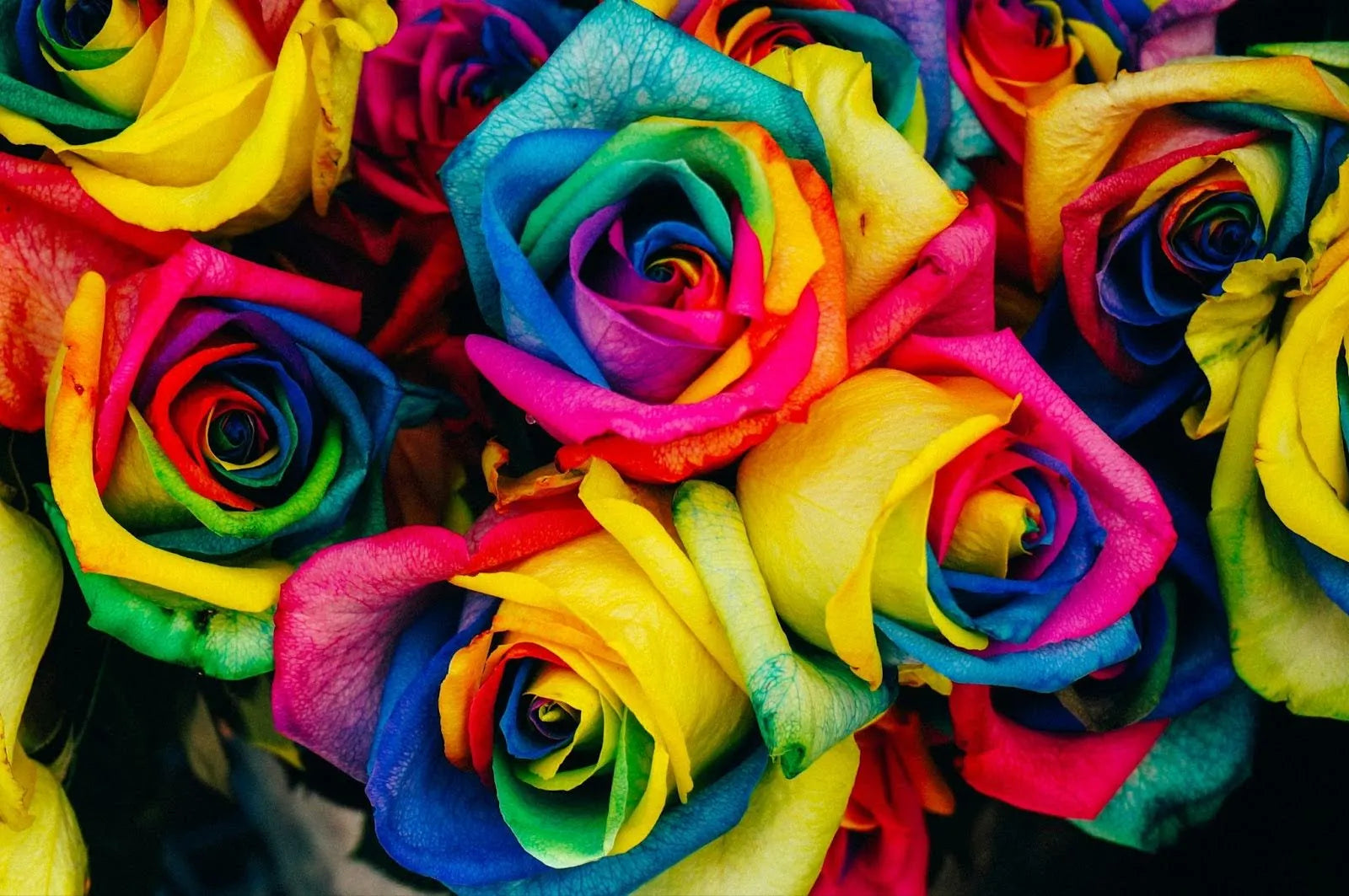 How To Dye Roses: 3 Easy Methods For Colourful Blooms – The Daily Blooms