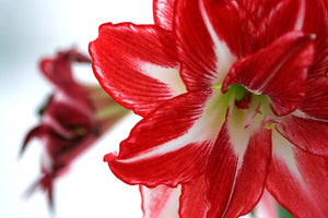 How To Take Care Of Amaryllis: Easy Tips That Work