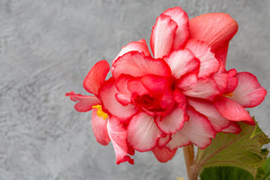 Learn The Meaning Of Begonia Flowers For Every Occasion
