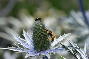Learn The Meaning Of Eryngium: A Flower With Edge And Elegance
