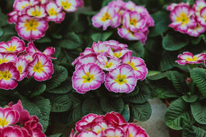 How Long Do Primroses Last? Care Tips To Extend Their Beauty