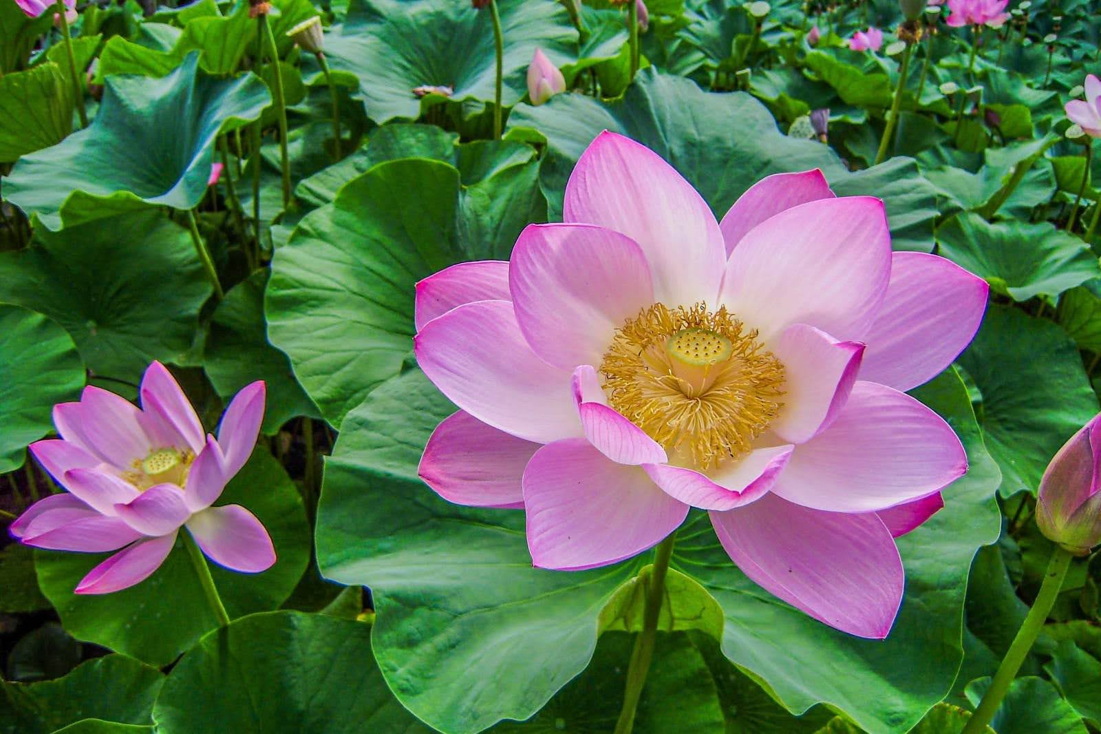 41 Different Types Of Lotus Flowers And Their Characteristics – The Daily Blooms