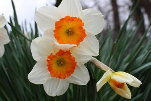 How Long Do Daffodils Last? Care Tips for Fresh Flowers