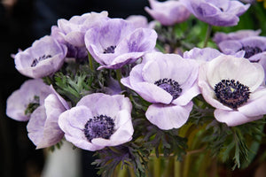 Meaning Of Anemone Flowers: Delicate Beauty & Deep Symbolism