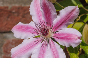 Meaning Of Clematis Flower: The Clever Vine For Your Home