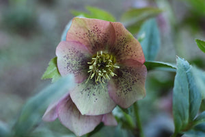 Meaning Of Hellebore Flower: Florist's Guide To This Unique Bloom