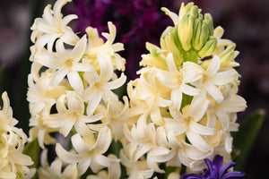 Meaning Of Hyacinth Flower: What This Bloom Really Symbolises