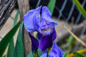 Meaning Of Iris Flower: A Bloom Full Of Beauty And Symbolism