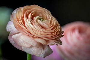 Meaning Of Ranunculus Flower: Symbolism, Colours, And Uses