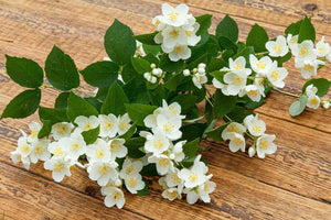 That Heavenly Scent: How Long Do Jasmine Flowers Last?