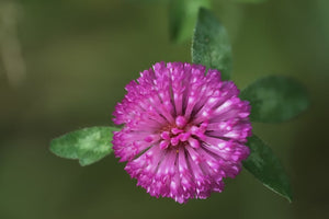 The Complete Guide On How To Care For Gomphrena Plant