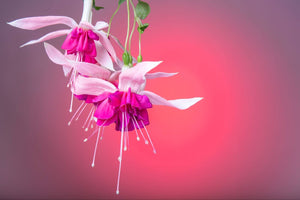 The Meaning Of Fuchsia Flowers & Their Vibrant Symbolism