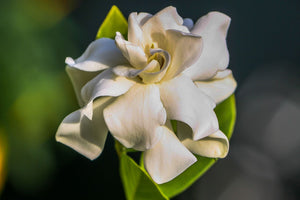 The Meaning Of Gardenia Flowers: Beauty, Love, And Grace