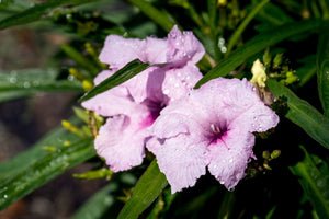 The Meaning Of Petunia Flowers: More Than Just A Pretty Face