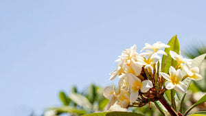 What Do Jasmine Flowers Represent? A Guide For Florists