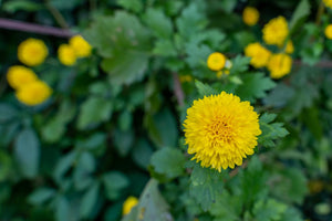 What Is The Meaning Of The Chrysanthemum Flower?