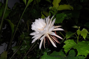What’s The Meaning Of Oxypetalum
