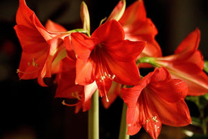 Wondering How Long an Amaryllis Flower lasts? Find Out Here