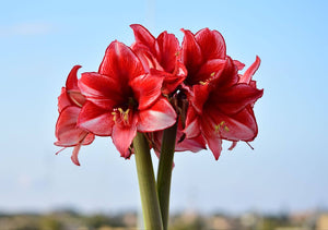 Your Guide To Understanding Amaryllis Meaning And Symbolism