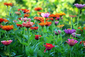 Zinnia Flower Meaning: What Each Colour Stands For