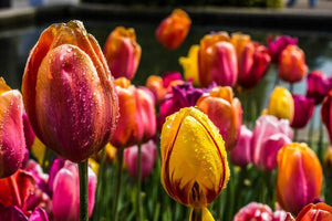 24 Different Tulip Types For Beautiful And Unique Bouquets