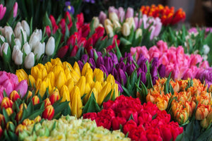 8 Different Tulip Colours And Their Meanings