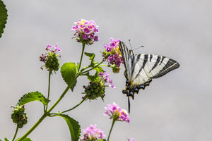 12 Flowers That Attract Butterflies The Most