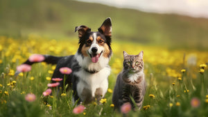 What Flowers Are Safe For Cats And Dogs? 11 Non-Toxic Flowers For Your Pets