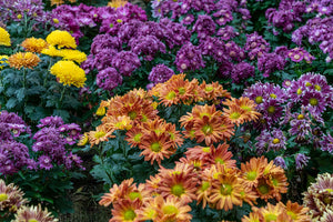 Annual Or Perennial Flowers: Which Blooms Are The Best?