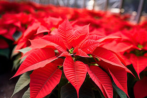 Know The Story Why Poinsettias Are The No. 1 Christmas Flowers