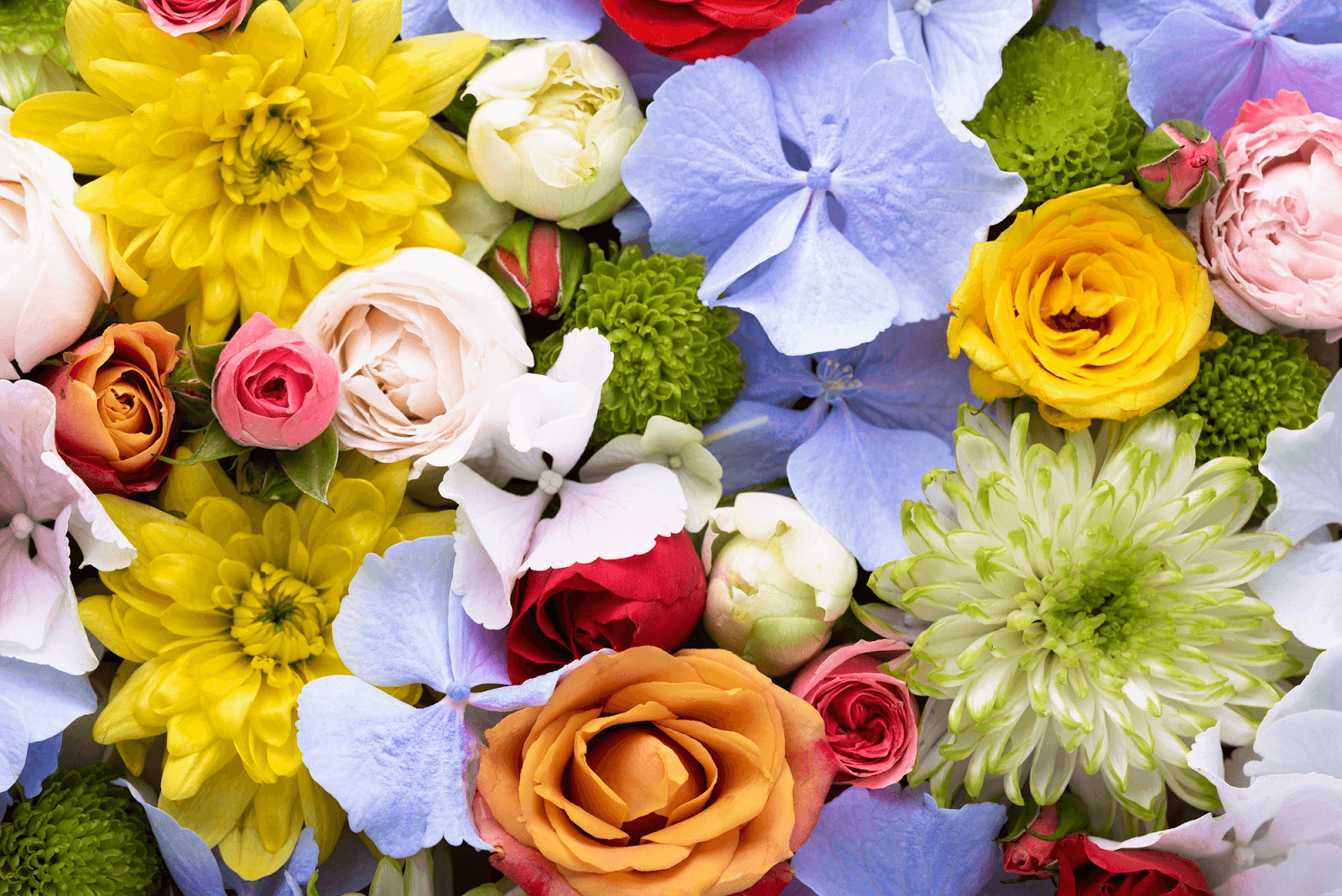 15 Best Long-Lasting Cut Flowers That Can Brighten Any Room - The Daily ...