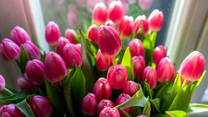 What Season Do Tulips Bloom? Your Guide To The Perfect Tulip Blooms