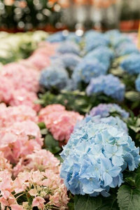 Hydrangea Meanings, Colours, Symbolisms, and Sentiments