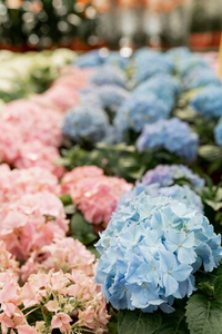 Hydrangea Connotations Hydrangea Meanings, Colours, Symbolisms, and Sentiments – The Daily Blooms