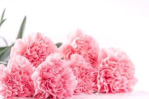 Carnations Meaning: What They Mean, Represent, And Symbolise