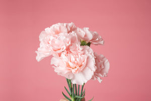 How Long Do Carnations Last: Tips To Extend Their Vibrant Colours