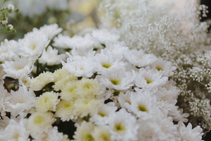 45 Types Of White Flowers And Their Beautiful Meanings