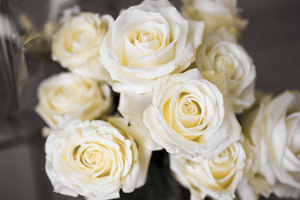 White Rose Meaning: Purity, Innocence, And More