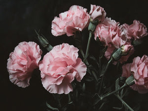 How To Preserve Carnations: 4 Expert Methods For Gorgeous Results